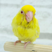 【最新画像更新🪄】神秘的レモンちゃん🐣🍋マメルリハ(ルチノー) ヒナ