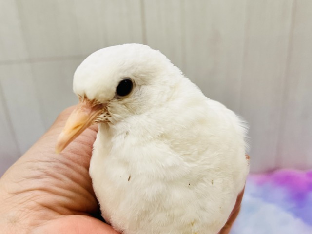 ギンバト