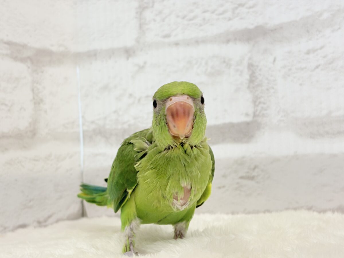 ワカケホンセイインコ（月の輪インコ）