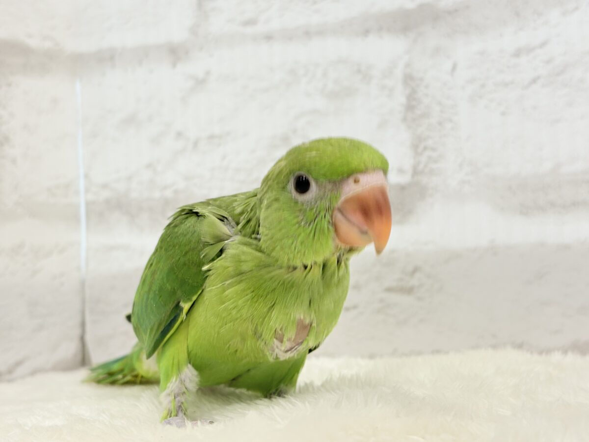 ワカケホンセイインコ（月の輪インコ）