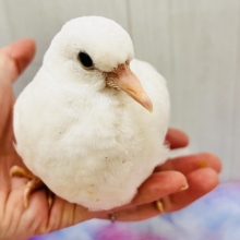 純白の白い鳩🤍凛と美しいギンバトです🕊️