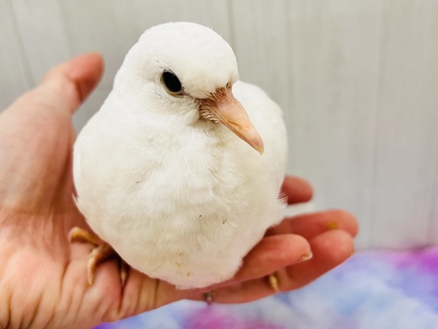 純白の白い鳩🤍凛と美しいギンバトです🕊️