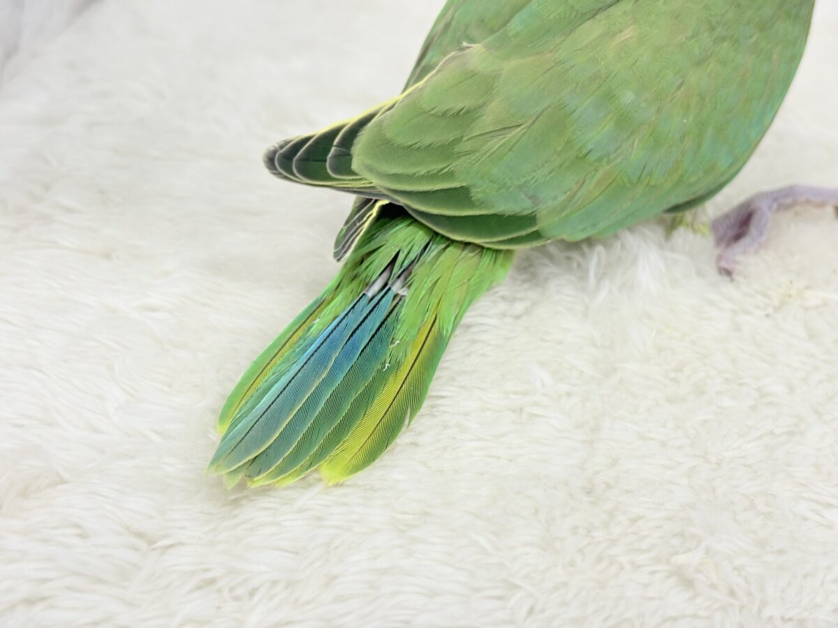 ワカケホンセイインコ（月の輪インコ）
