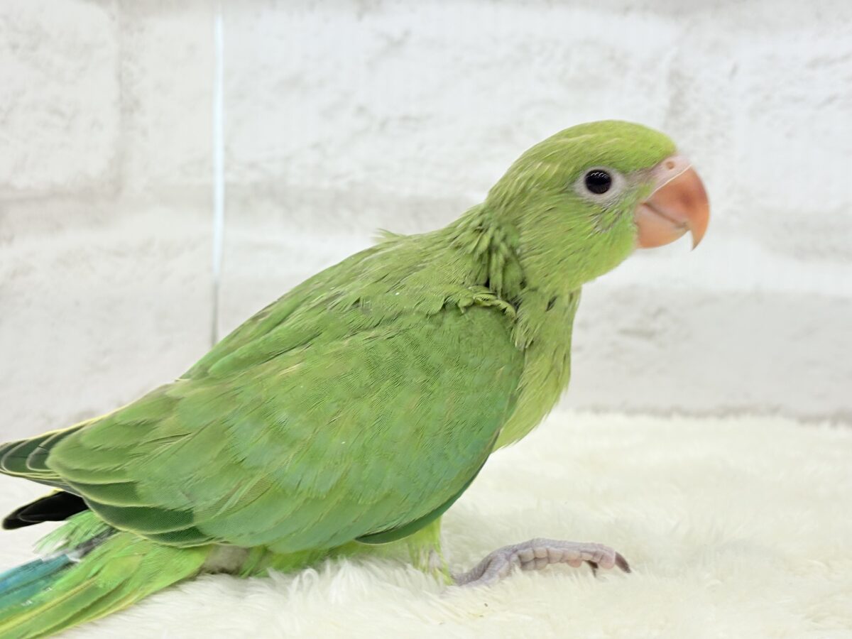 ワカケホンセイインコ（月の輪インコ）