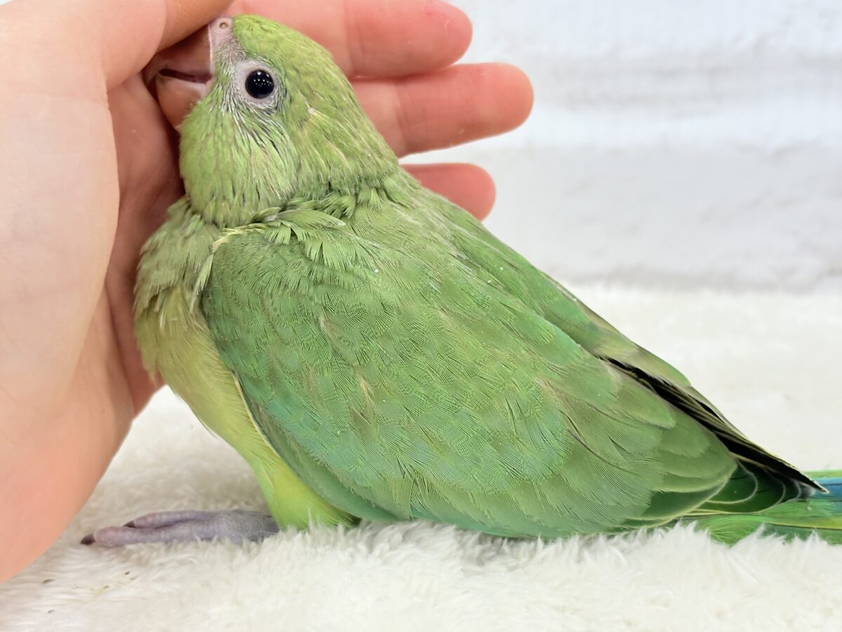 ワカケホンセイインコ（月の輪インコ）