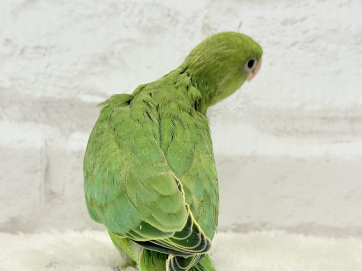 ワカケホンセイインコ（月の輪インコ）