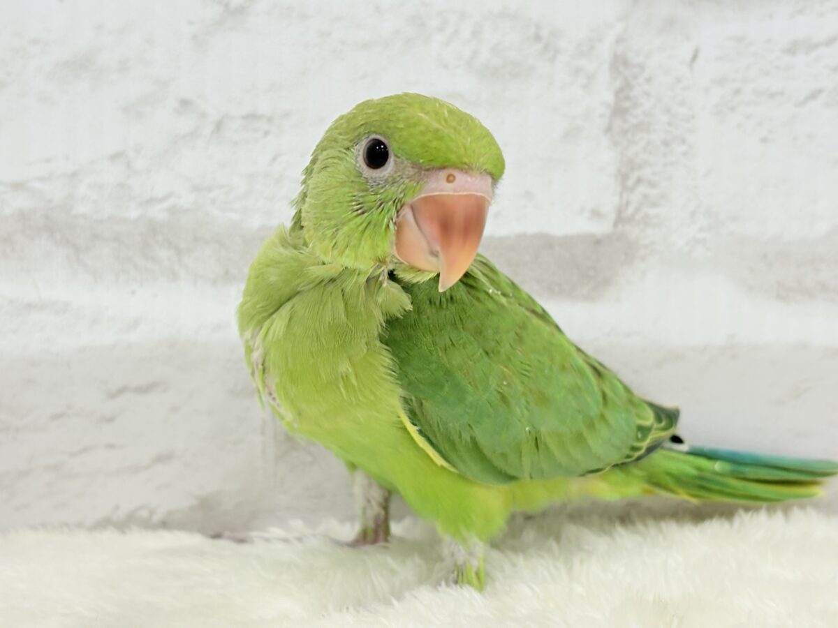 ワカケホンセイインコ（月の輪インコ）