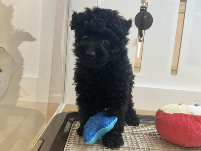 トイプードル