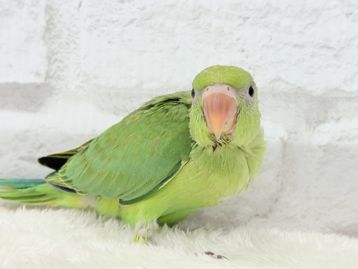 ワカケホンセイインコ（月の輪インコ）