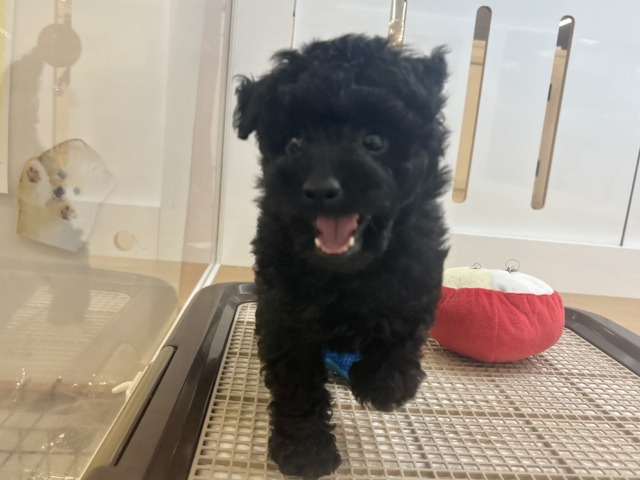 トイプードル