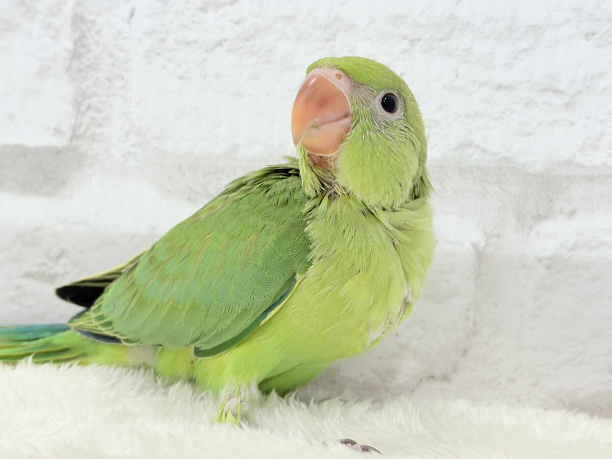 ワカケホンセイインコ（月の輪インコ）