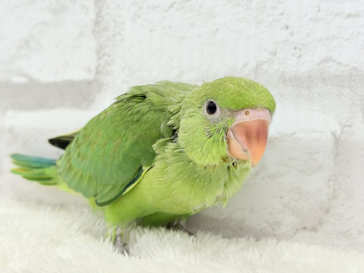 ワカケホンセイインコ（月の輪インコ）