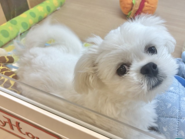 チワペキ（ペキチー、ペキチワ）