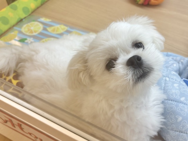 チワペキ（ペキチー、ペキチワ）