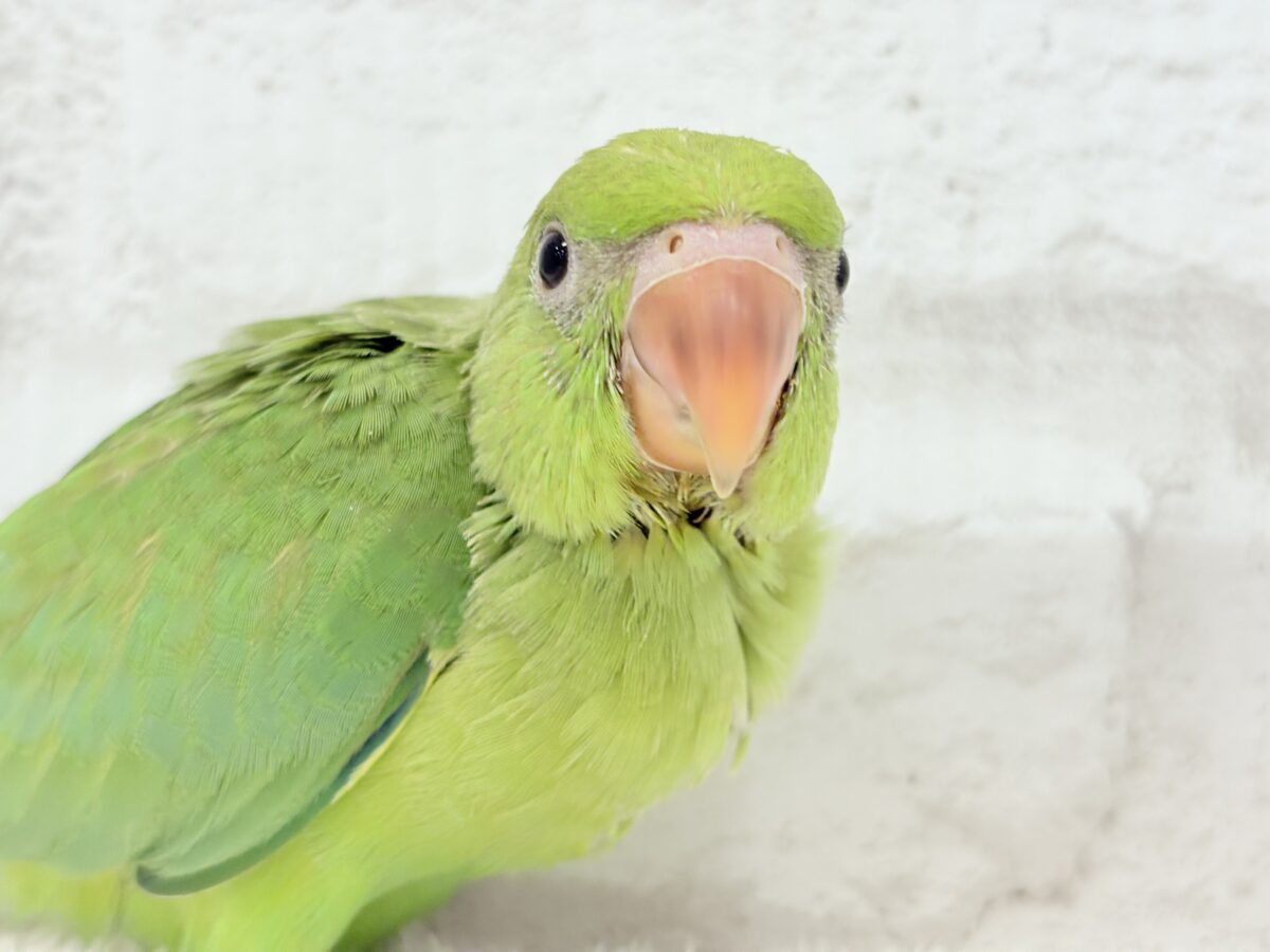 ワカケホンセイインコ（月の輪インコ）