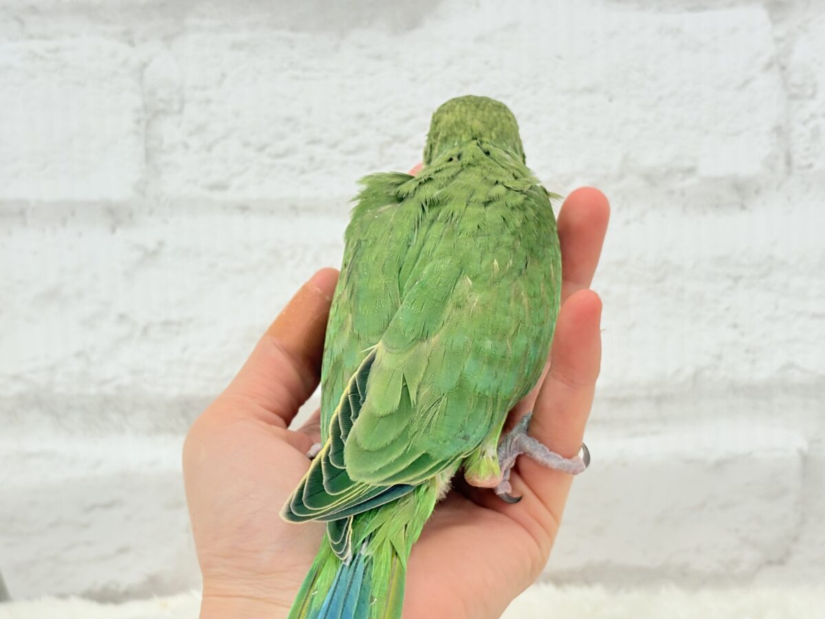 ワカケホンセイインコ（月の輪インコ）
