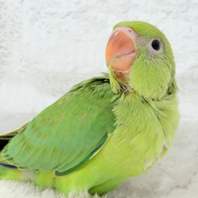 元祖セキセイインコ？？ セキセイインコ