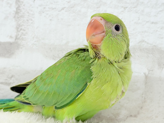 【最新画像更新🪄】可愛らしい鳴き声に癒される🦜🫧ワカケホンセイインコ(グリーン) ヒナ