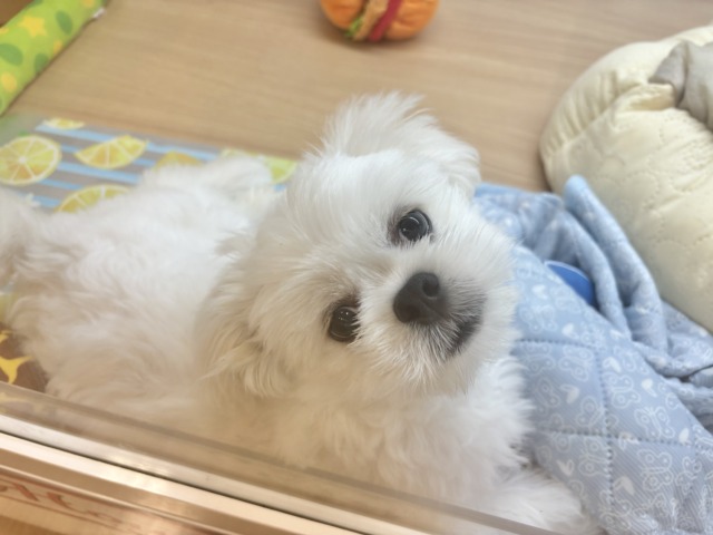 チワペキ（ペキチー、ペキチワ）