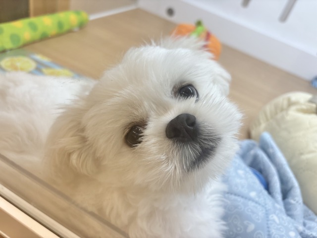 チワペキ（ペキチー、ペキチワ）