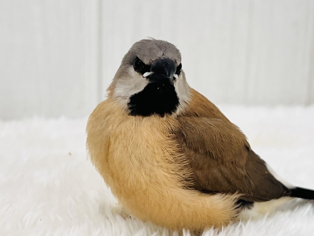 シュバシキンセイチョウ