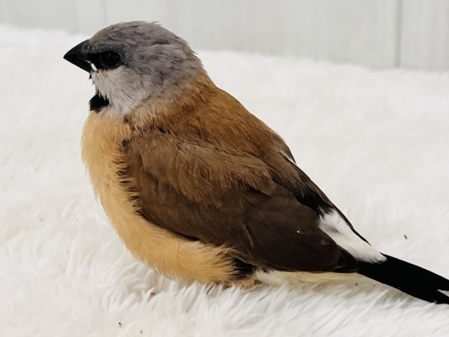 シュバシキンセイチョウ