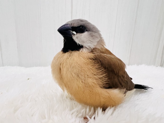 シュバシキンセイチョウ