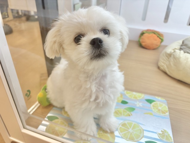 チワペキ（ペキチー、ペキチワ）