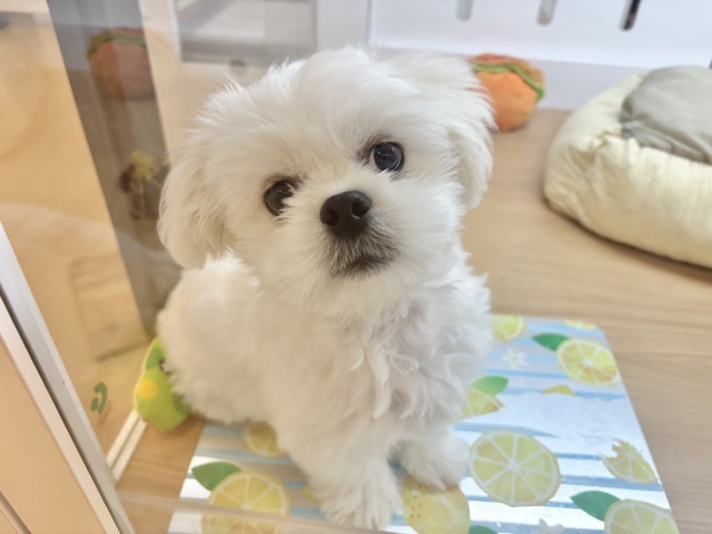 チワペキ（ペキチー、ペキチワ）