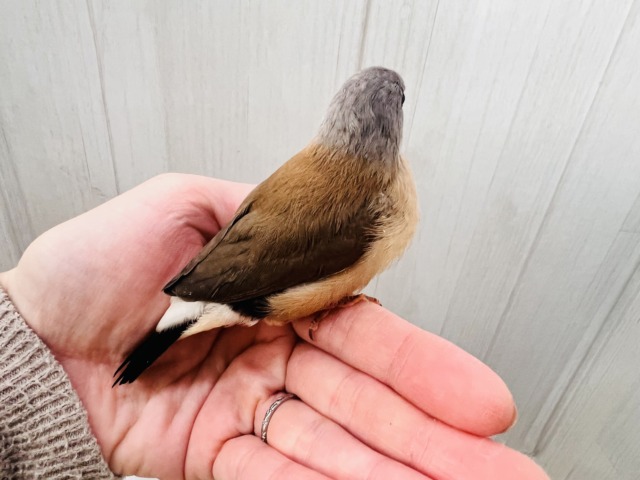 シュバシキンセイチョウ