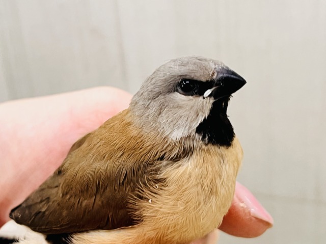 シュバシキンセイチョウ