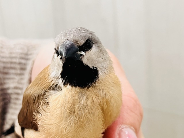 シュバシキンセイチョウ