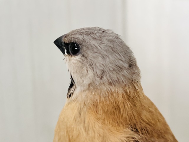 シュバシキンセイチョウ