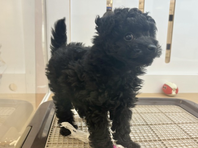 トイプードル