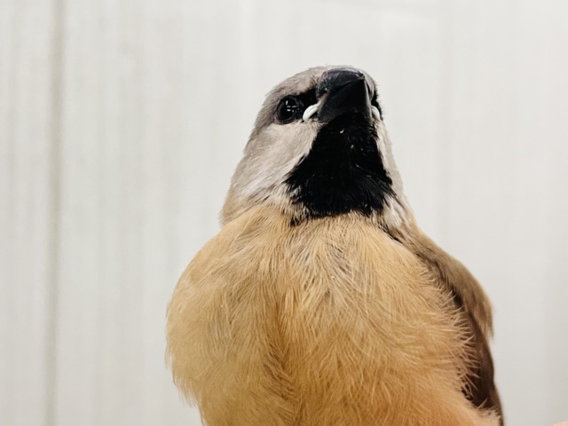 シュバシキンセイチョウ