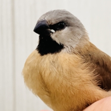 激ﾚｱ✨フィンチ‼︎喉が黒い〜の！シュバシキンセキチョウ入舎しました！