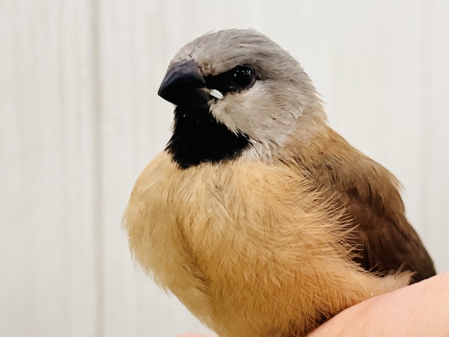 シュバシキンセイチョウ