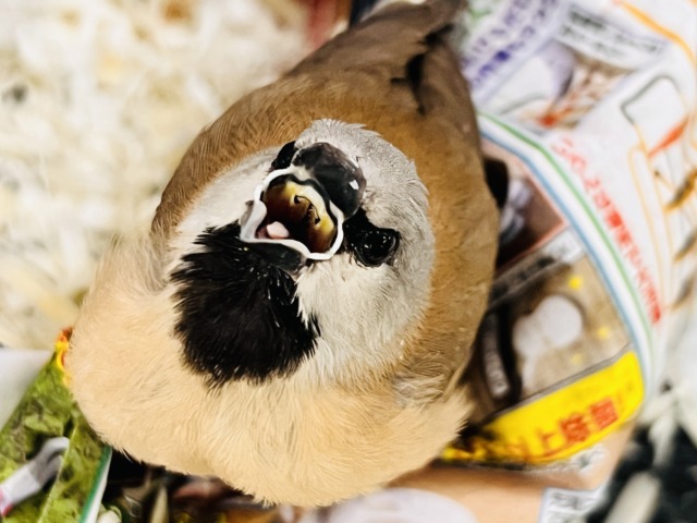 シュバシキンセイチョウ