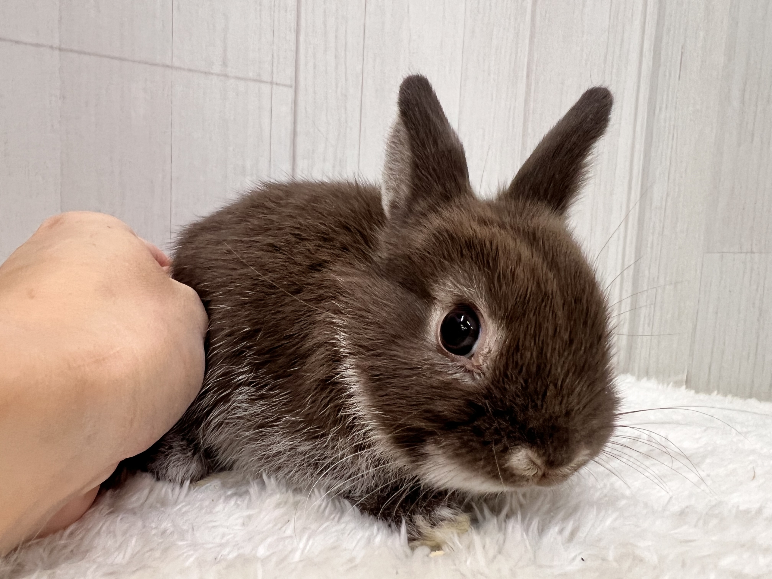 ネザーランドドワーフ