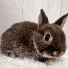 ちまっとチョコ饅頭🍫🤎ネザーランドドワーフラビットのチョコレートオター✨