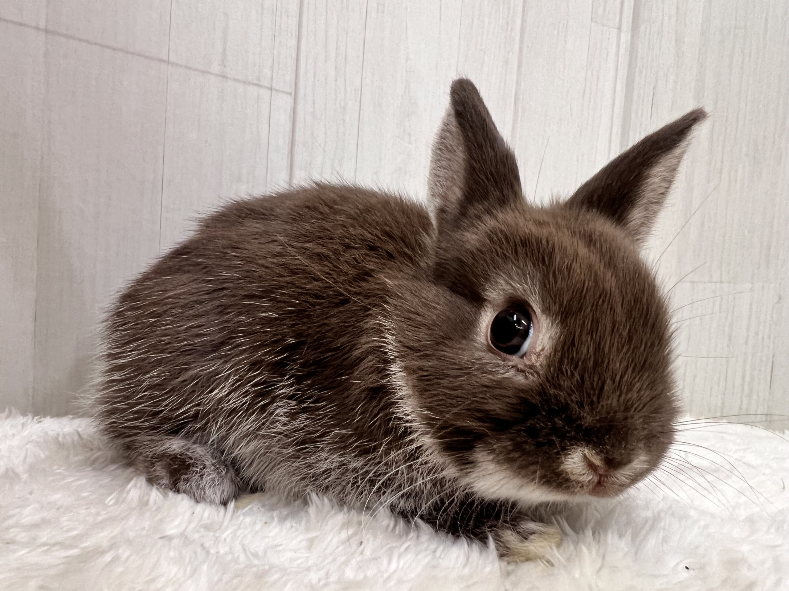 ちまっとチョコ饅頭🍫🤎ネザーランドドワーフラビットのチョコレートオター✨