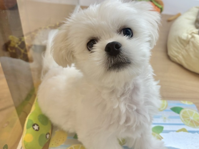 クセになったら終わり…♥チワペキくん！