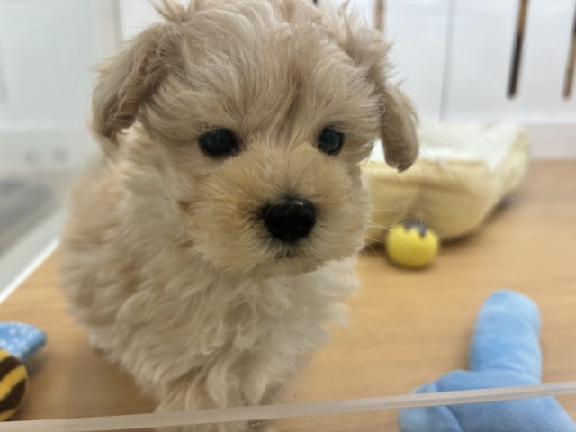 マルプー