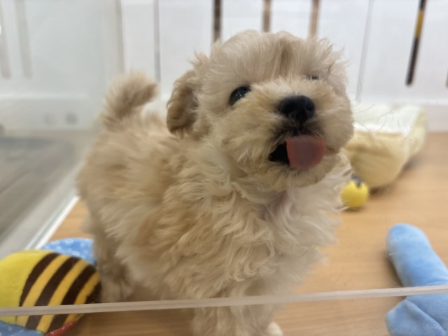 マルプー