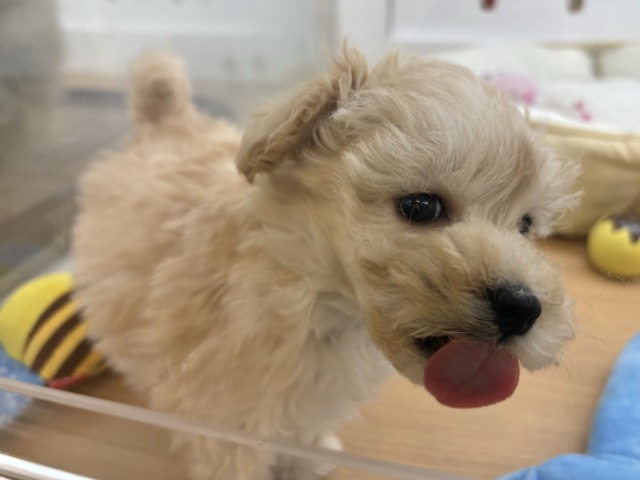 キュンキュ〜〜ンが鳴り止まない♥マルプーくん! マルプー