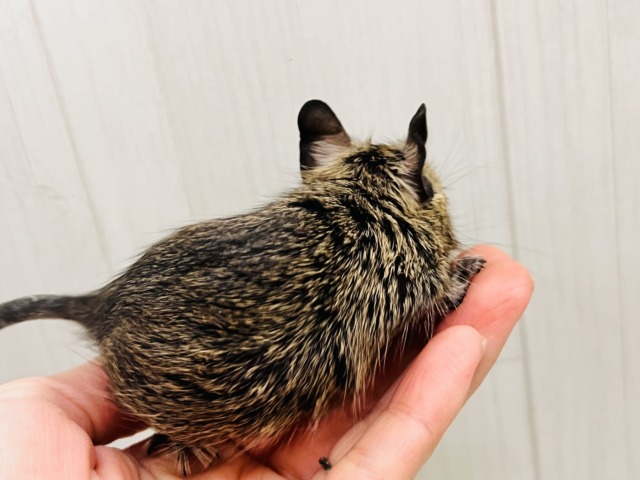 デグー