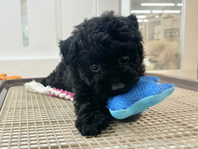 尻尾が止まりませ〜ん！！！トイプードルくん！