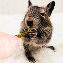 寂しがりやさんなの。🍼幼さ溢れるデグー（アグーチ）の男の子💙