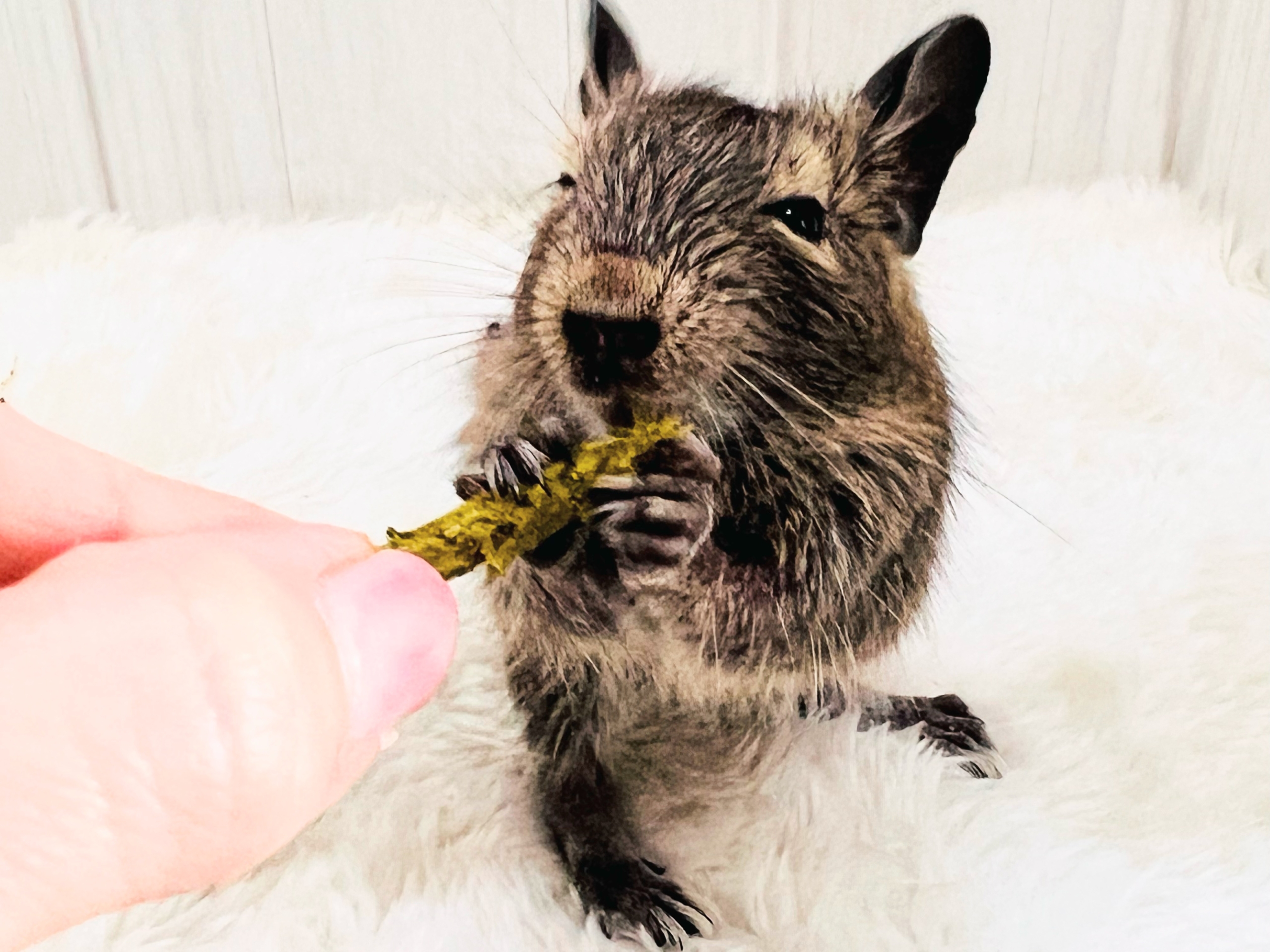 寂しがりやさんなの。🍼幼さ溢れるデグー（アグーチ）の男の子💙