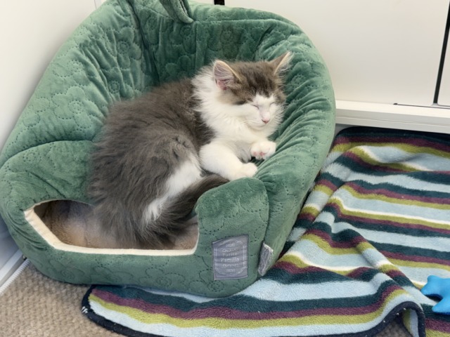 ノルウェージャンフォレストキャット